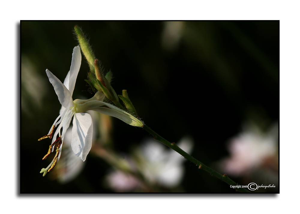 Gaura l. <p>July 8