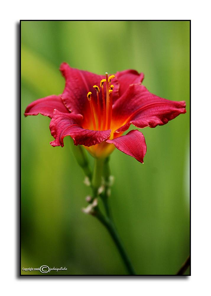 Hemerocallis hybrid<br>Pardon Me