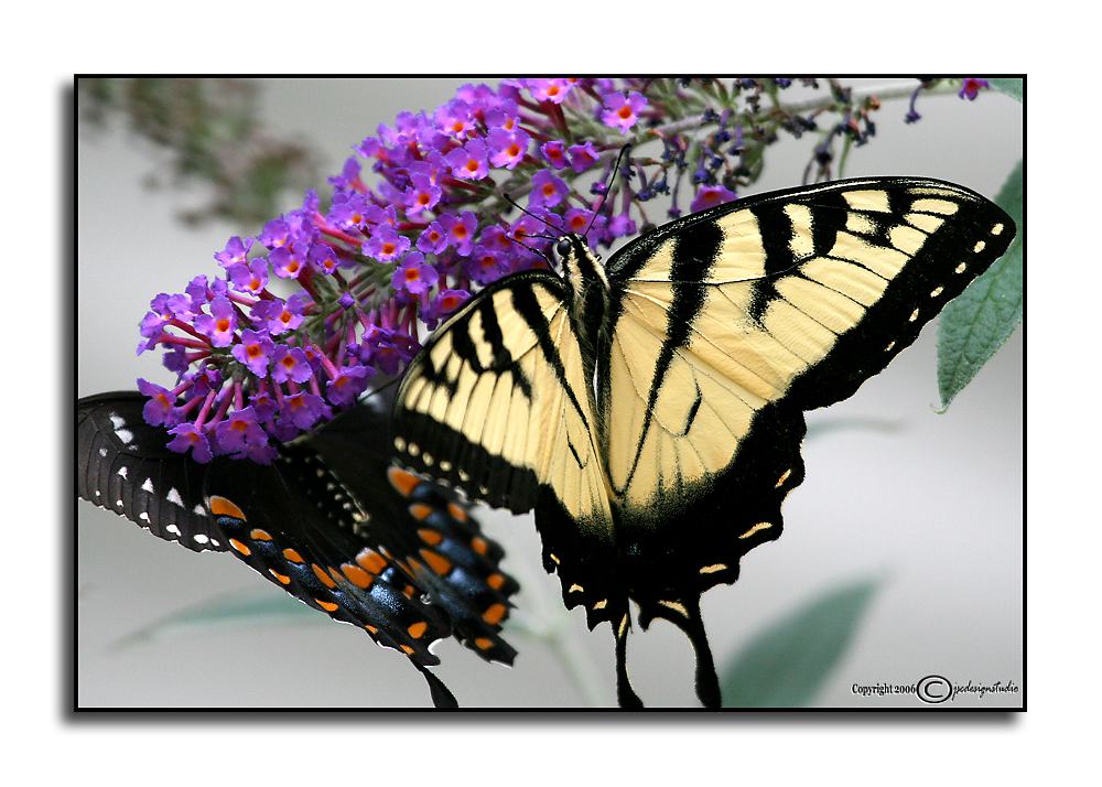Mirrored <p>July 28