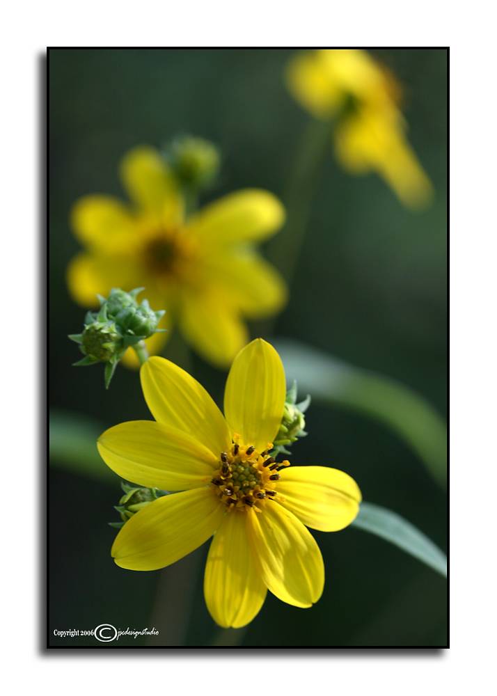 CHALLENGE: Straight Out<br>of the Camera<p>Helianthus divaricatus