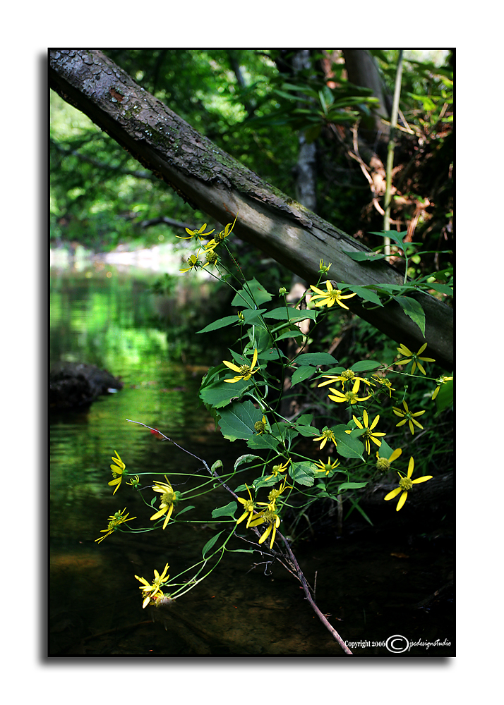 Spring Creek