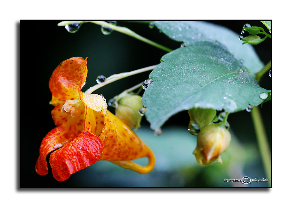 Impatiens capensis Macro