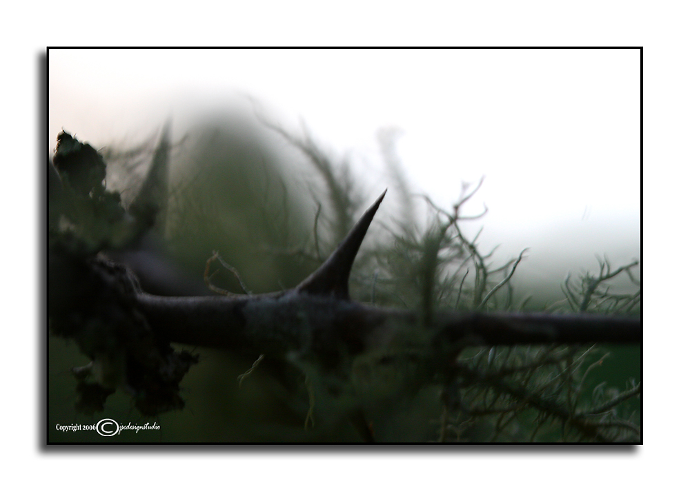 Lichen and Locust<p>September 1