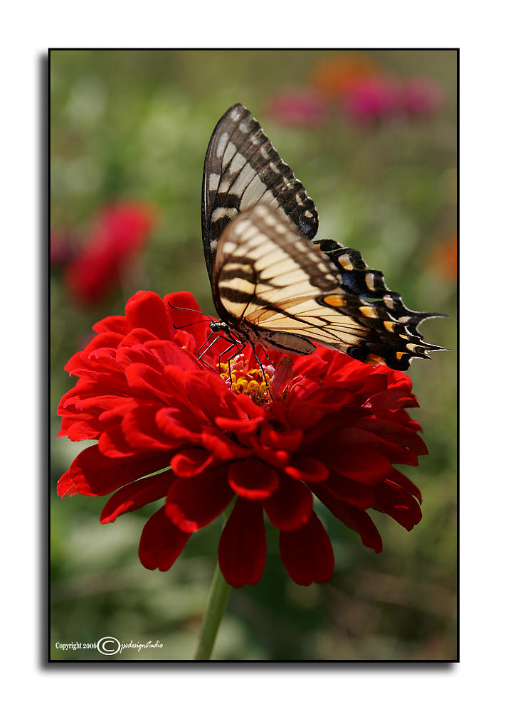 Zinnias & Swallowtail<p>September 7
