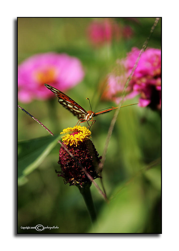 Zinnias & Copper
