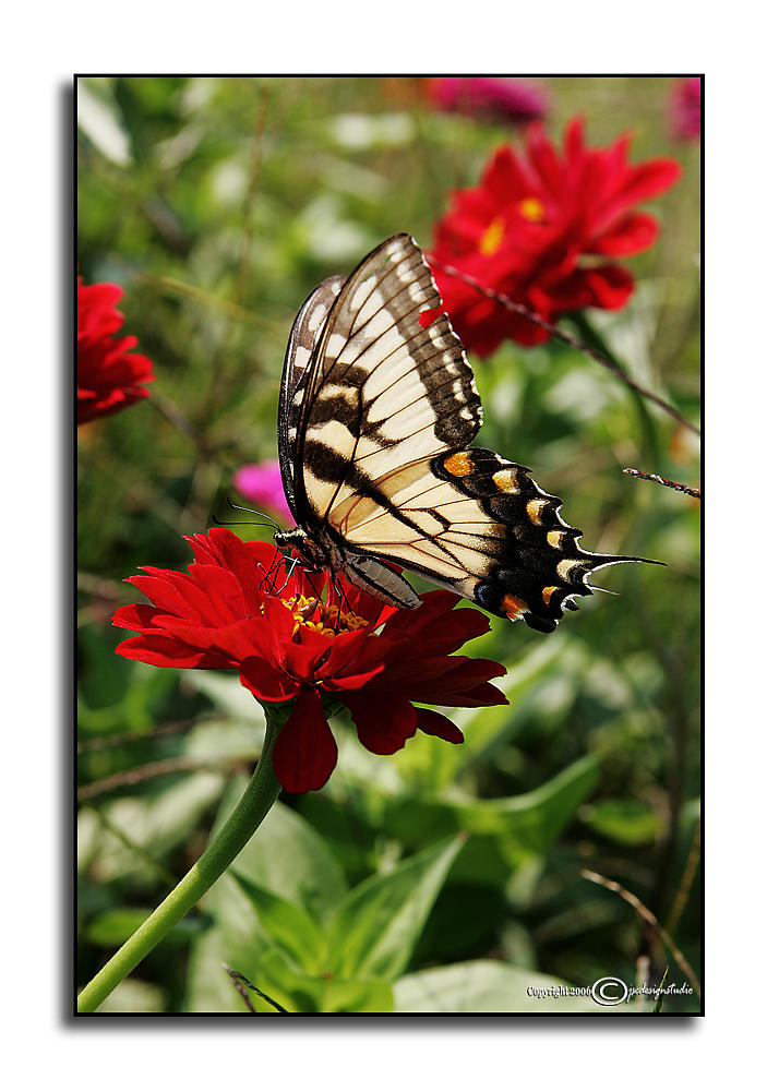 Zinnias & Swallowtail III