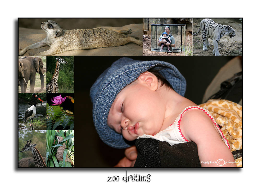 Zoo Dreams<p>September 18