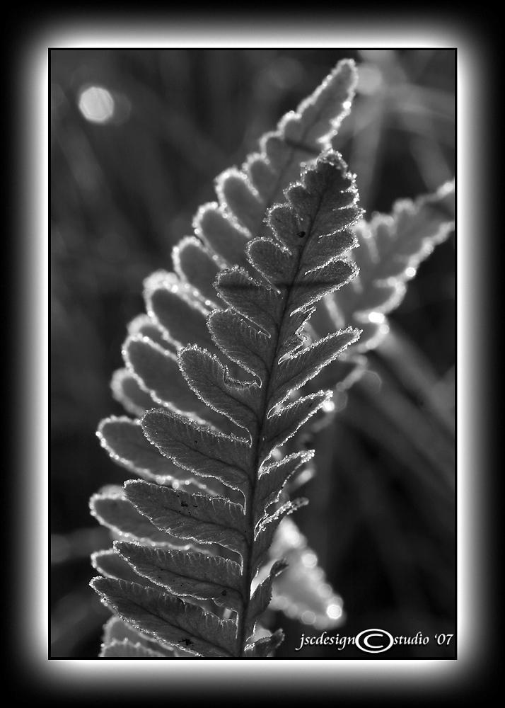 Light Box V