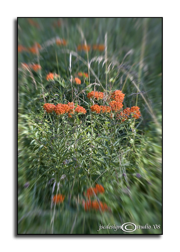 Butterflyweed