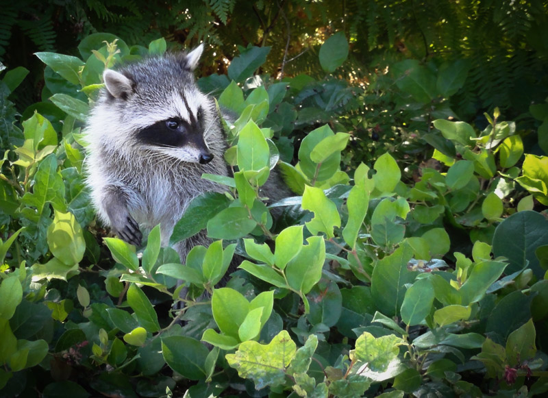 Raccoon at Prospect Point 2