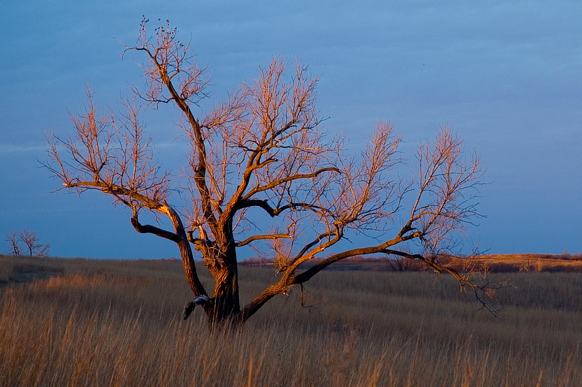 Favorite Tree at Seat Conservation Area