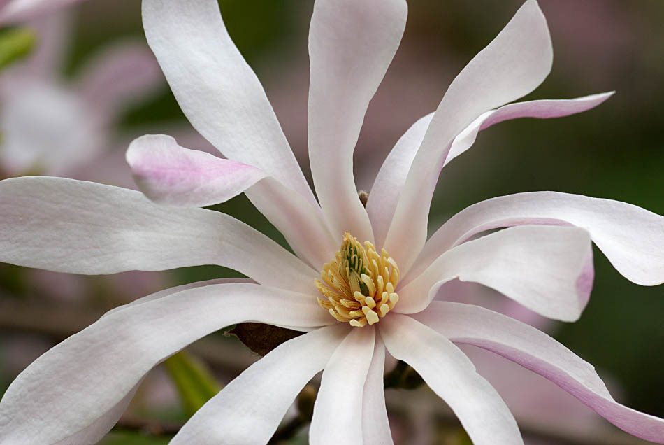 Magnolia (pink)