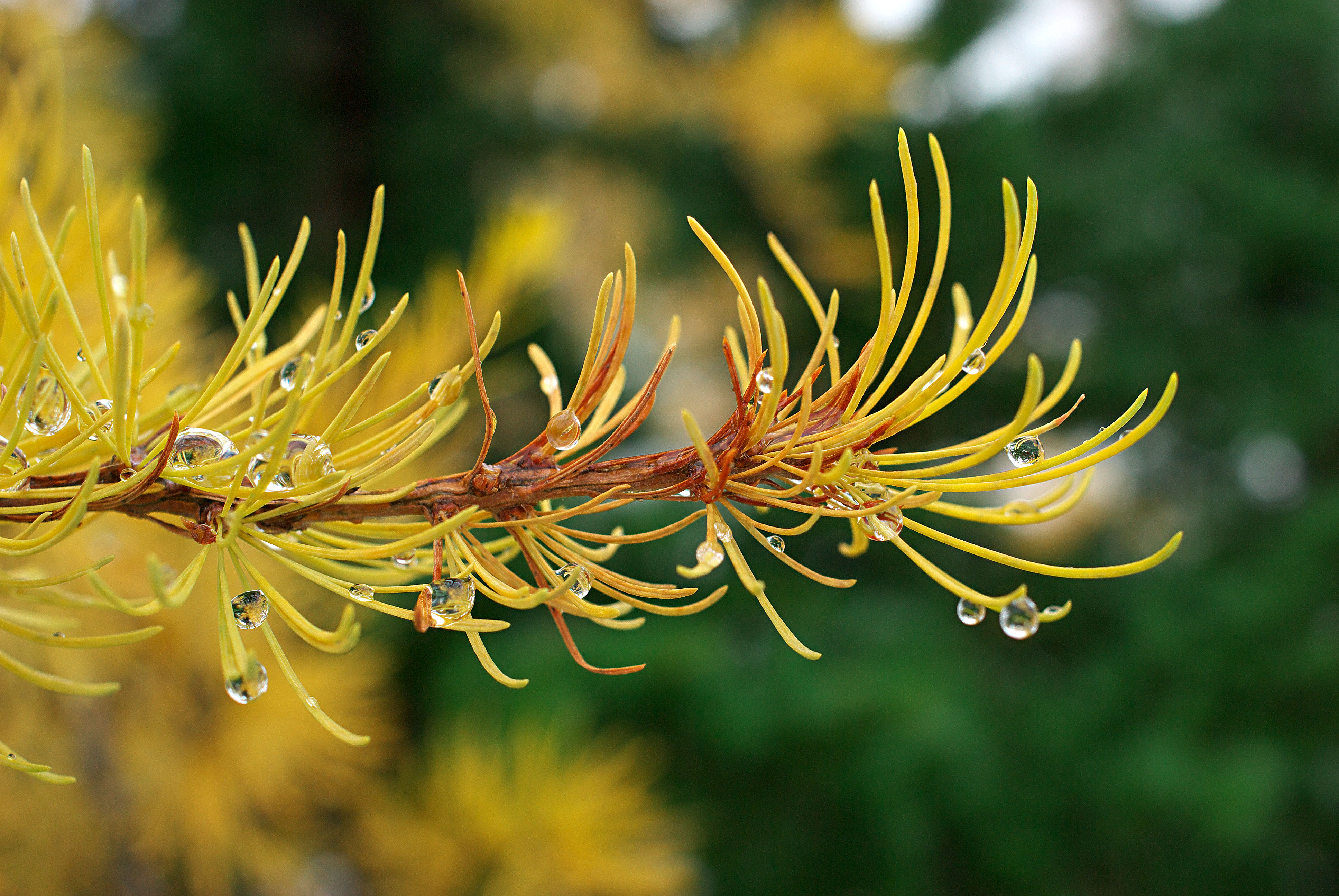 Larch