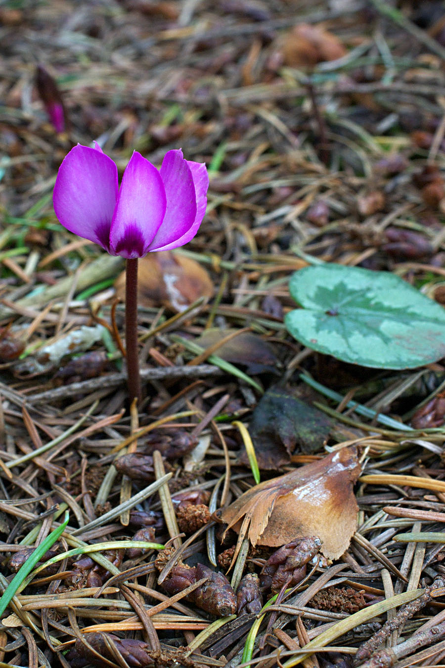 Cyclamen coum