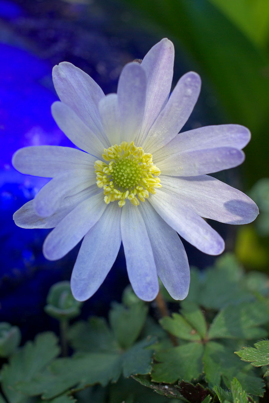 Anemone blanda