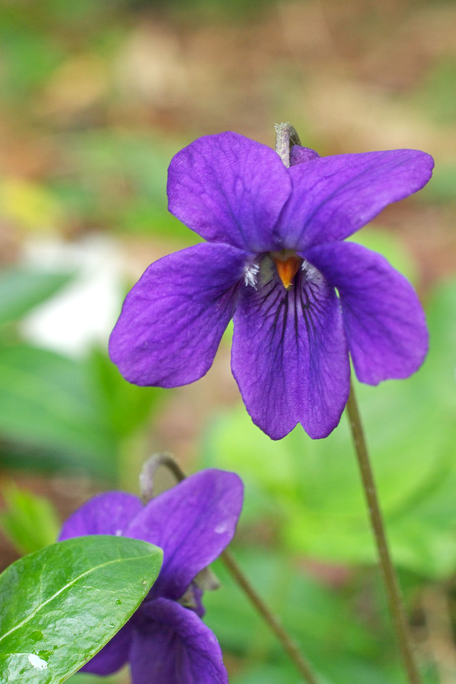 Viola odorata