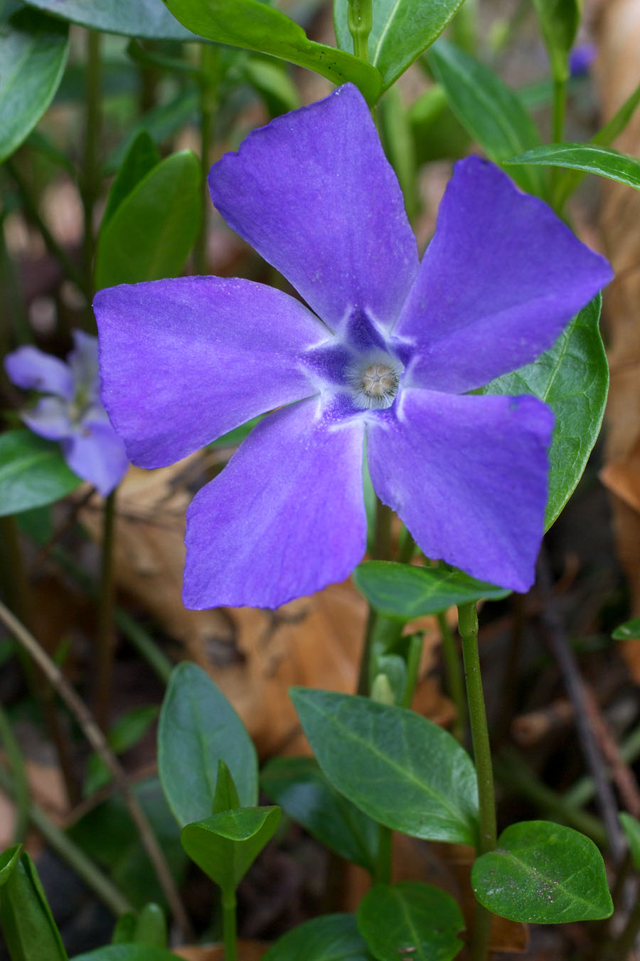 Vinca minor