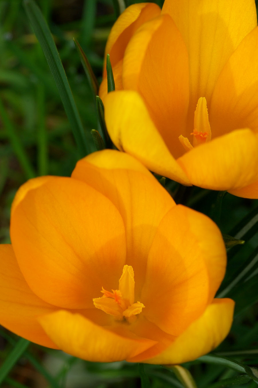 Crocus gargaricus ssp. herbertii