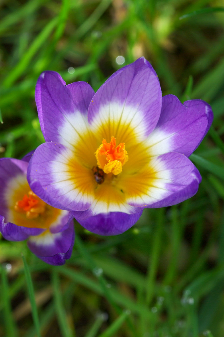 Crocus tommasinianus