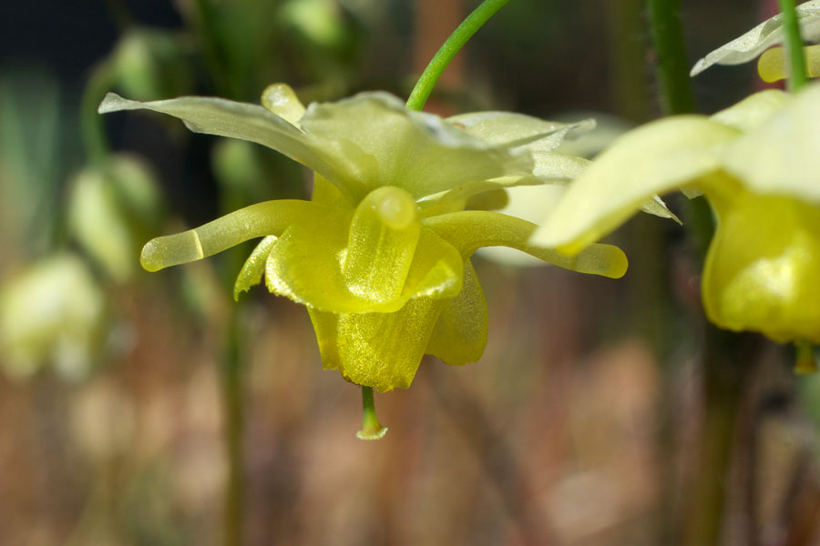 Epimedium x versicolor
