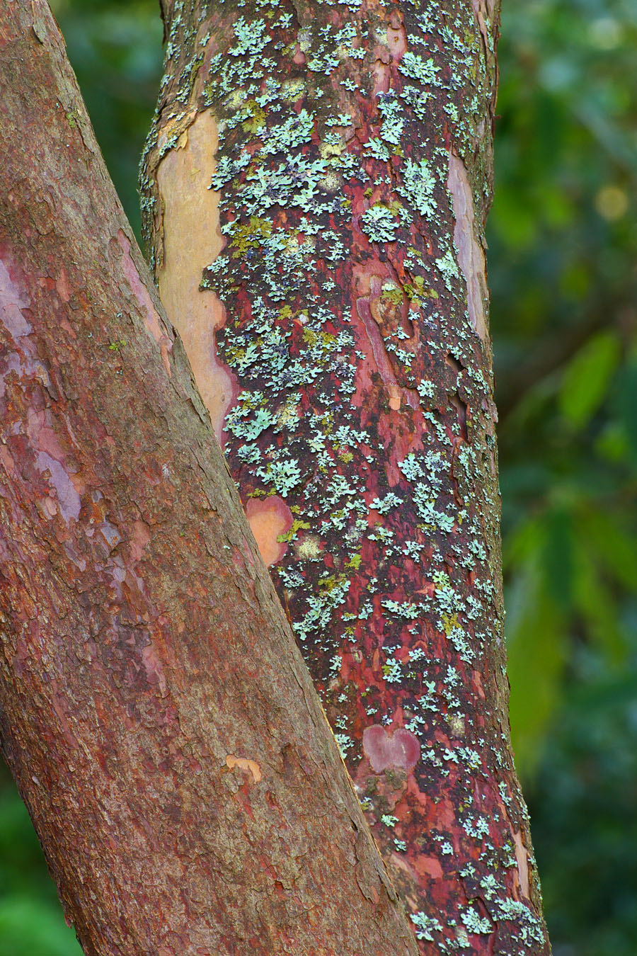 Rhododendron x loderi cult.