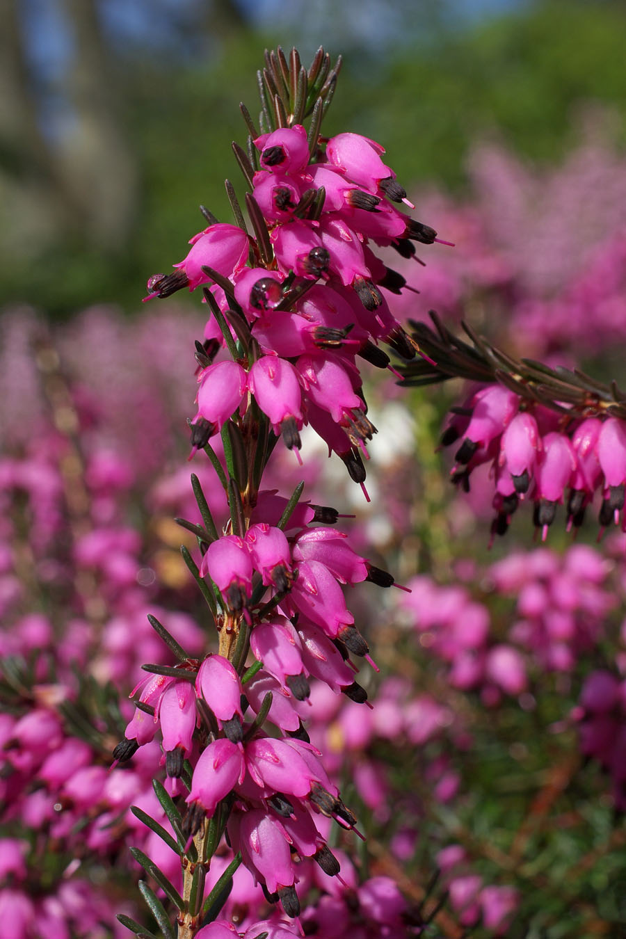 pink heather