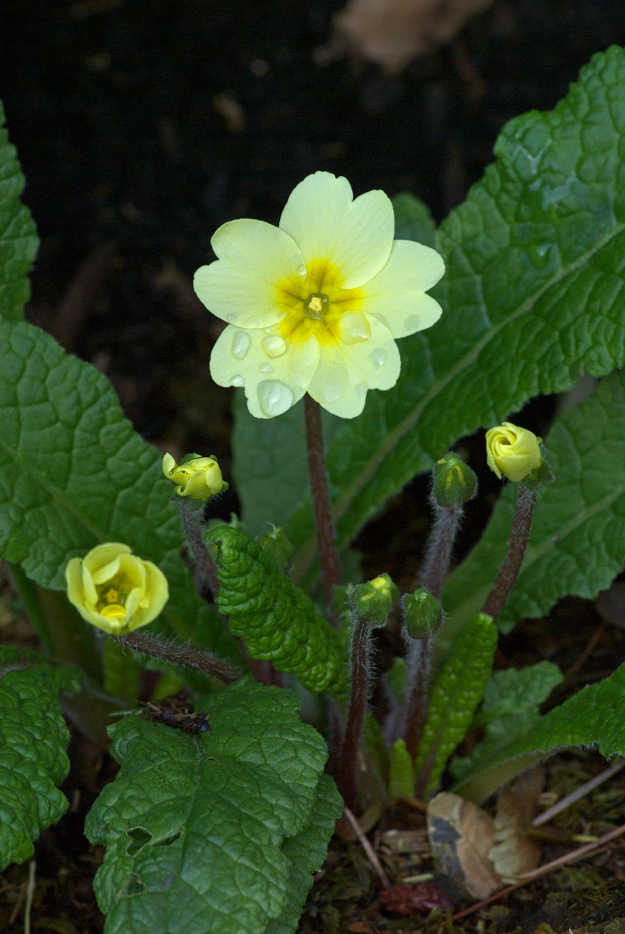 Primula vulgaris