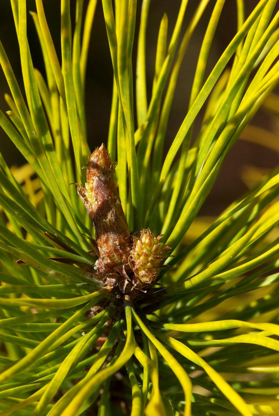 Pinus contorta var. latifolia