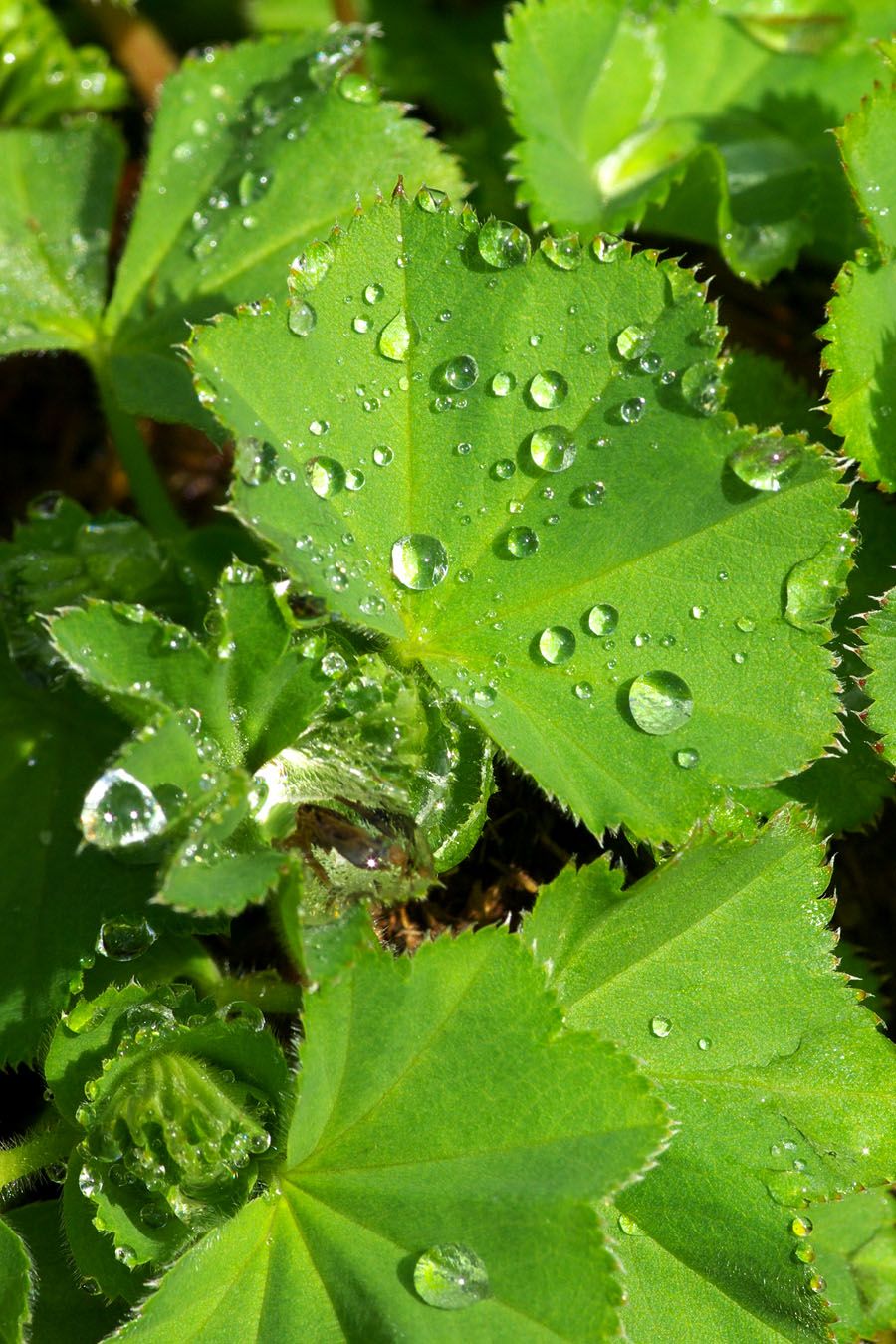 Alchemilla mollis