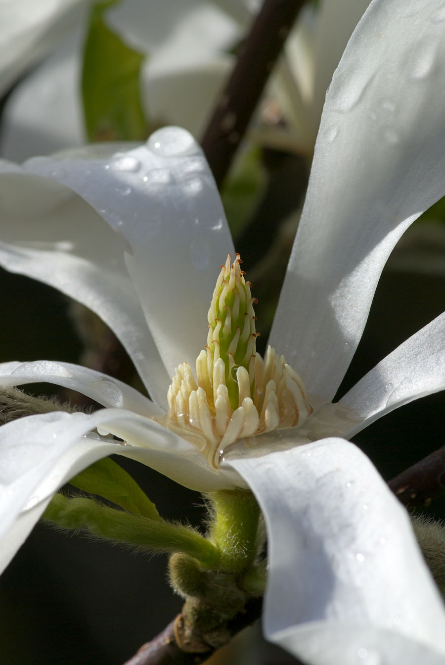 Magnolia kobus