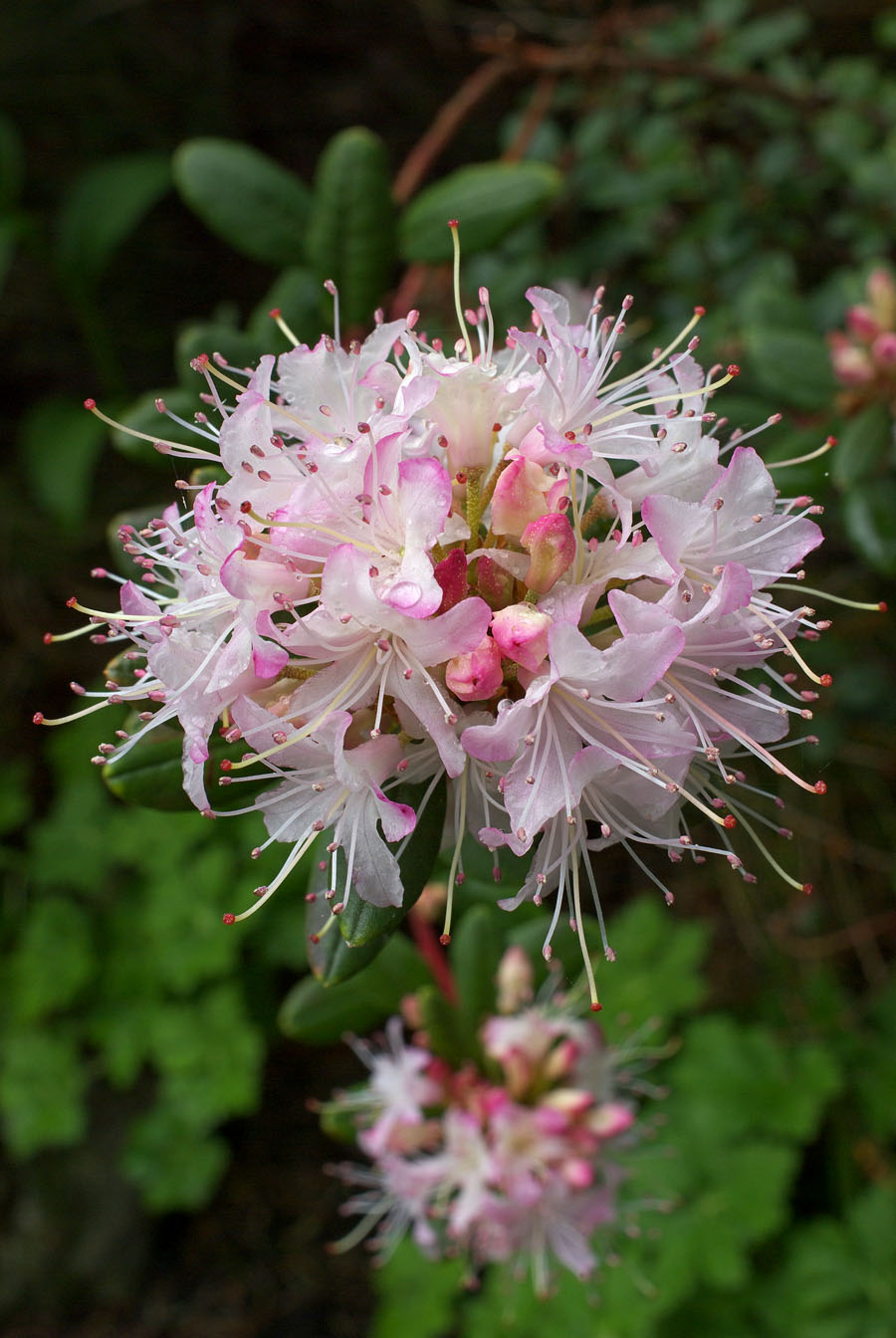 Rhododendron racemosum