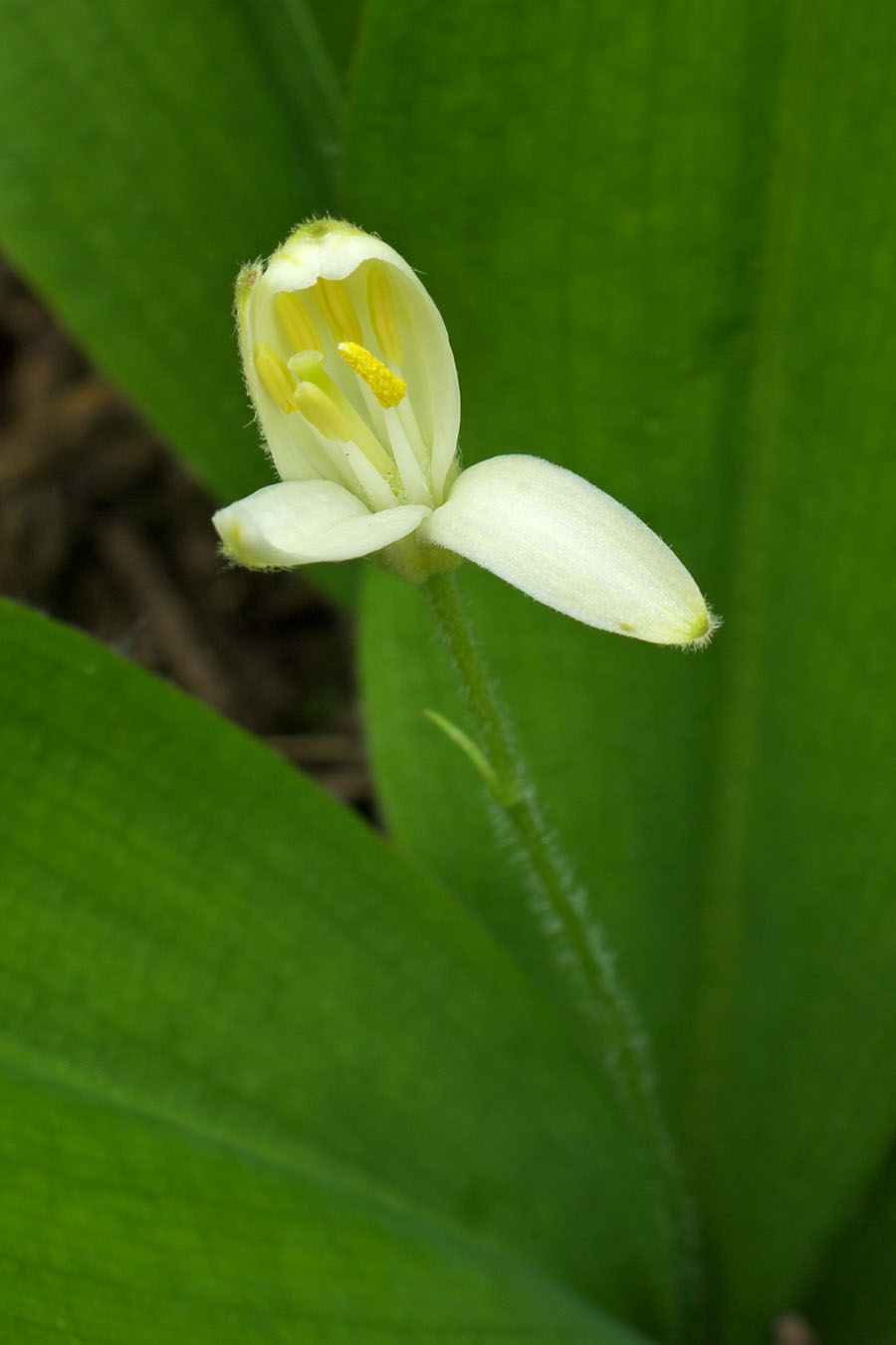Clintonia uniflora