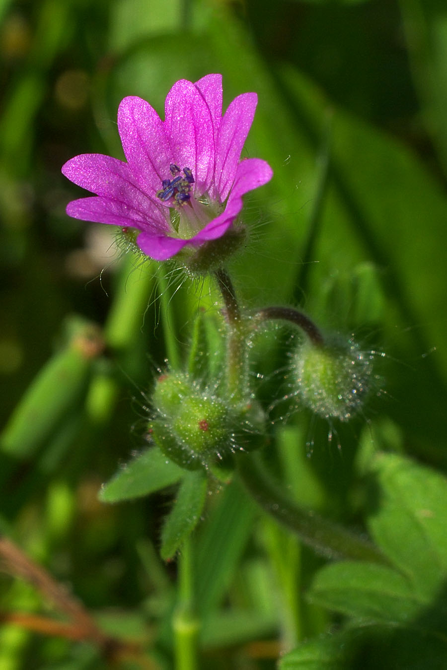 Geranium molle