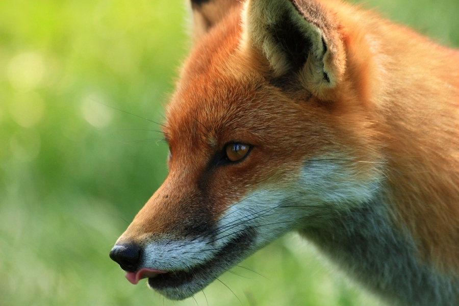 Pickles, a beautiful vixen