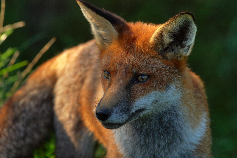 Red Fox (vulpes vulpes)