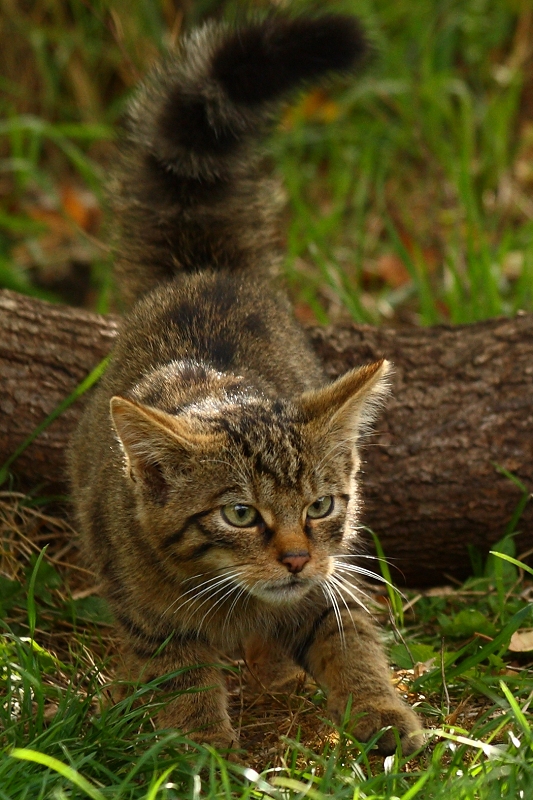 Scottish Wildcat (kitten)