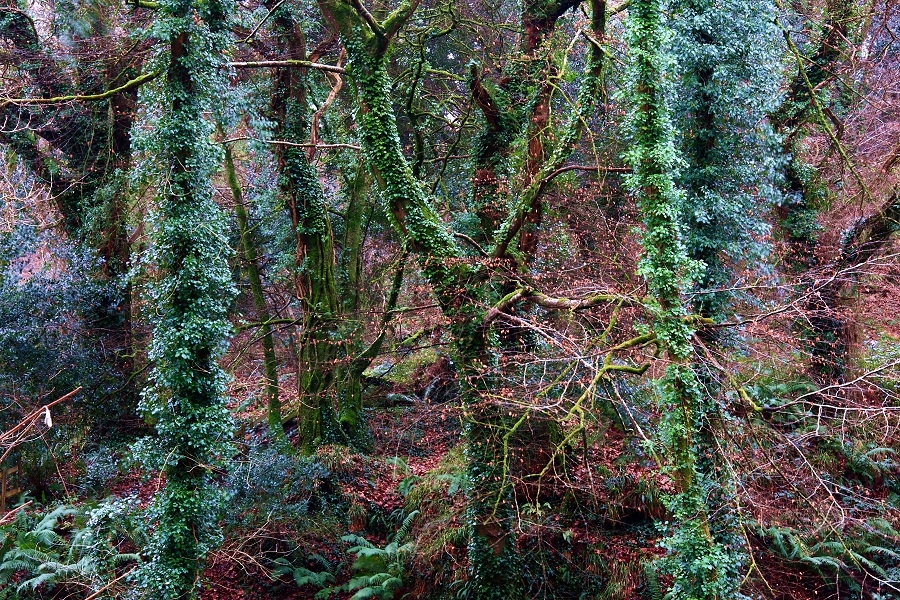 Natures Chaos