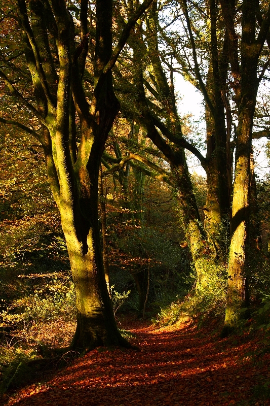 Autumn Path