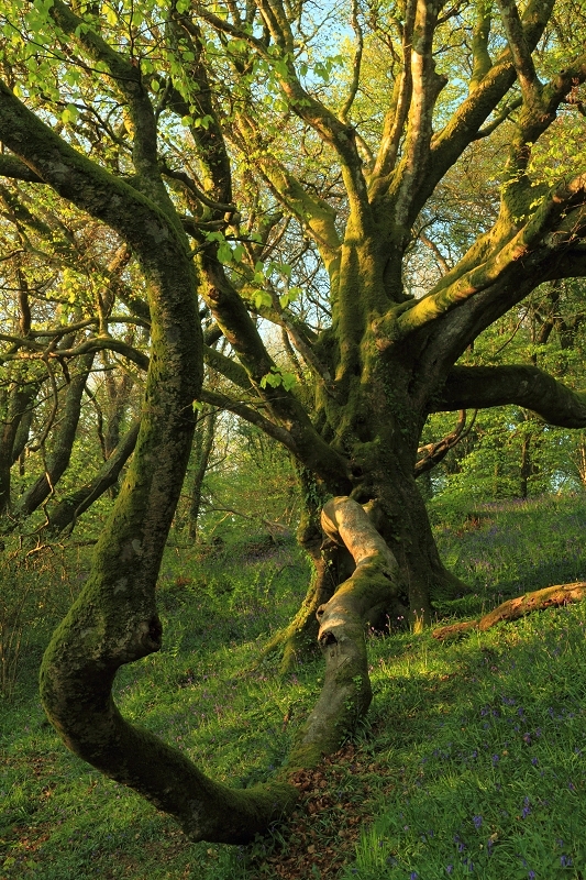 Big old tree two, Luxulyan Valley