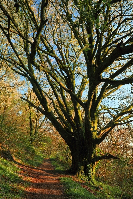 Big old tree one, Luxulyan Valley