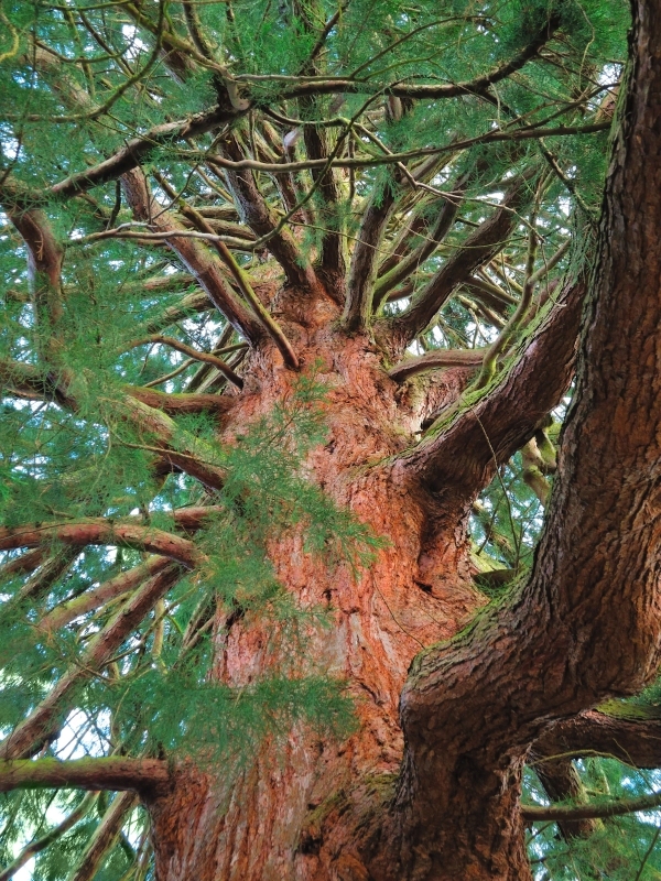 Giant Sequoia (or Wellingtonia)