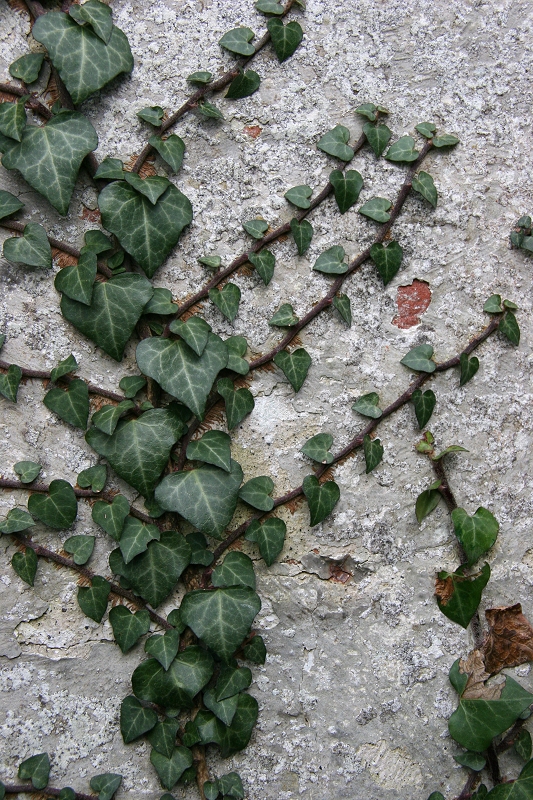Ivy on an old wall
