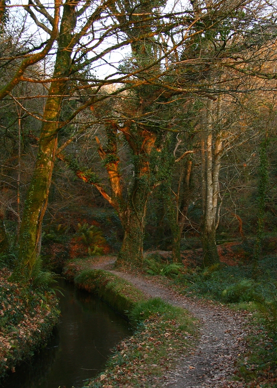 Woodland path and leat