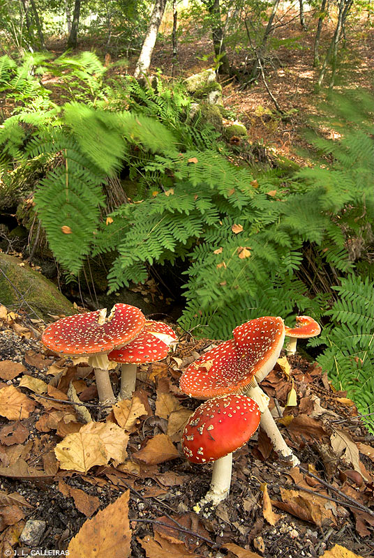 Amanita muscaria