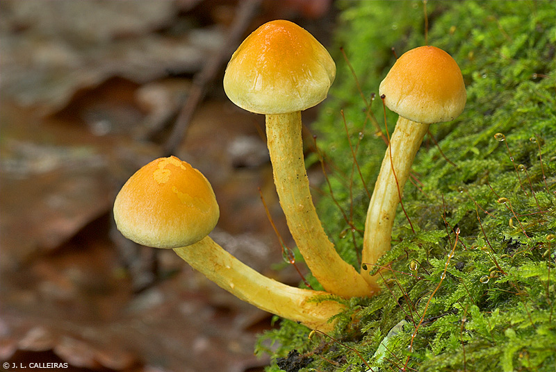 Hypholoma fasciculare