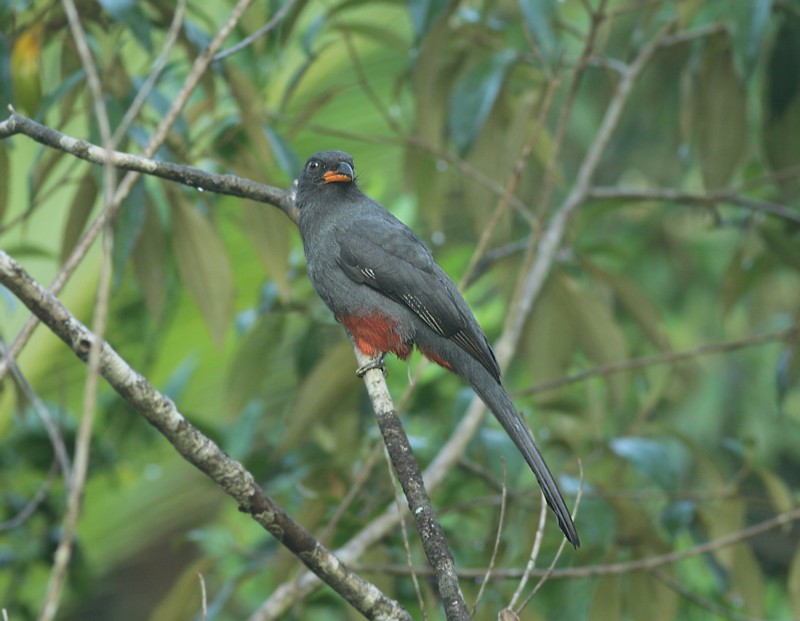 Trogons