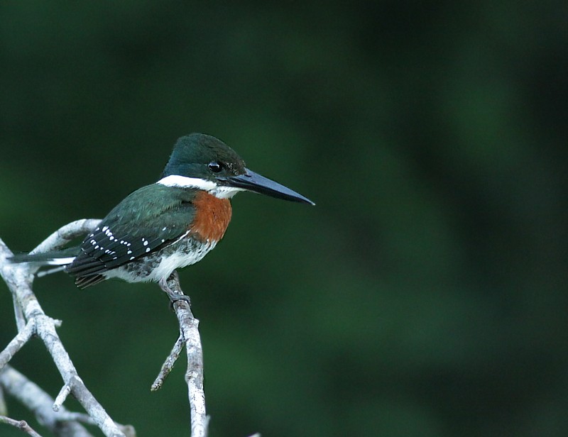 Kingfishers