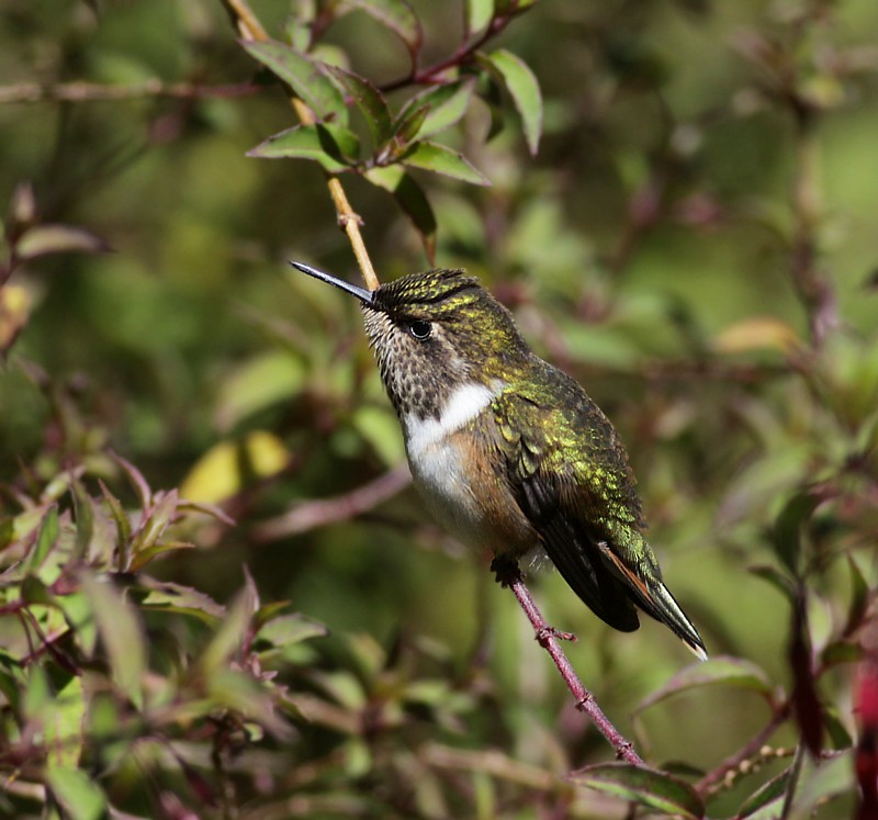 Scintillant Hummingbird /Fonkelende Kolibrie 
