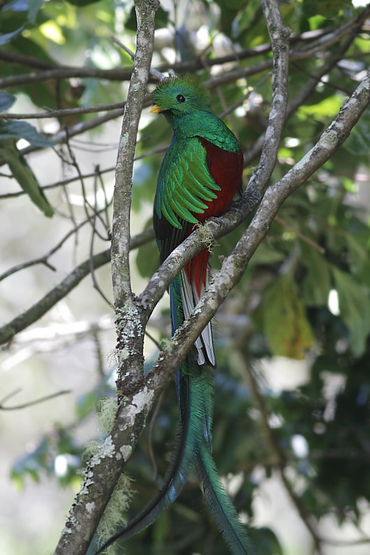 Quetzal