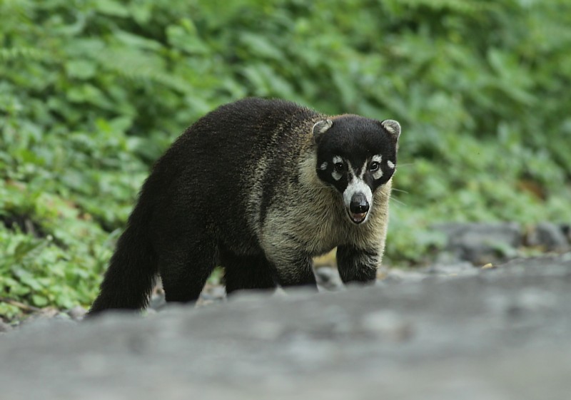 Mammals of Costa Rica